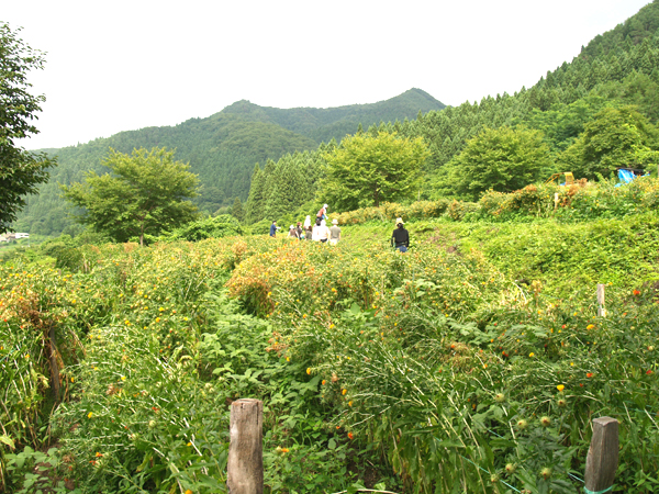 最上紅花にぞっこんフォーリンラブ