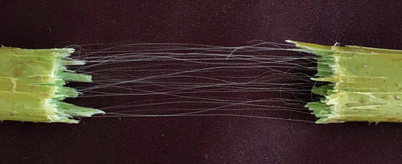 カンボジアの染織取材その５　～蓮糸のこと