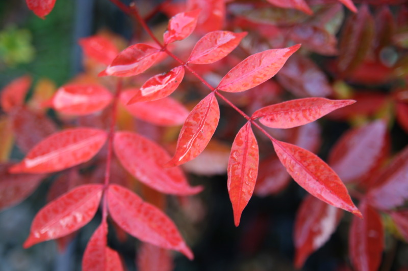 天皇のみが着用できる謎多き色彩「黄櫨染」Ⅰ　～天然染料と草木染めのイロイロ話