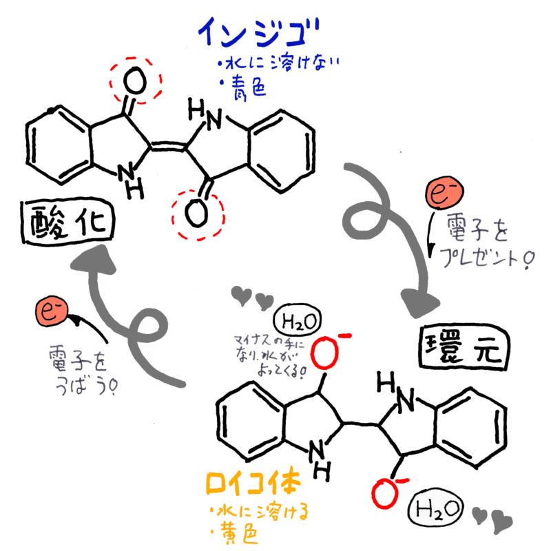 世界が愛する藍染め Ⅱ 藍染のメカニズム　～天然染料と草木染めのイロイロ話