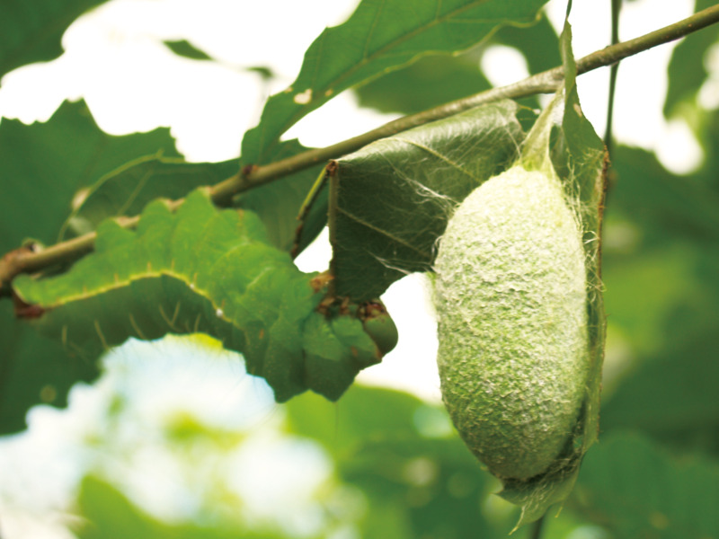 絹（シルク）のトリビアⅠ　～天然染料と草木染めのイロイロ話