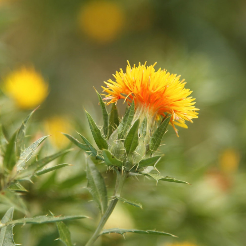 世界中の恋人 紅花Ⅰ　～天然染料と草木染めのイロイロ話